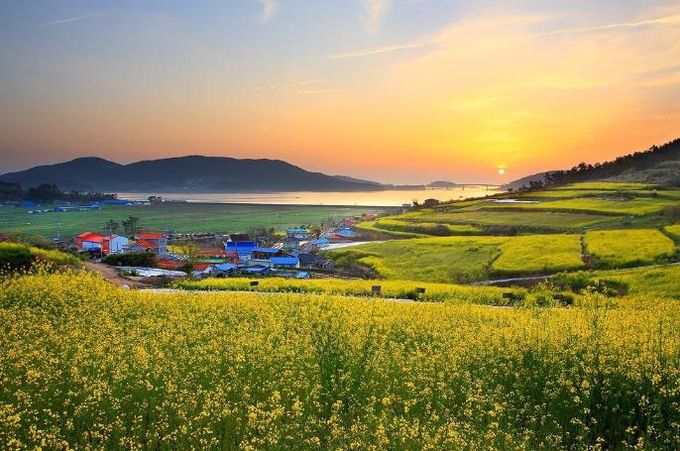 선학동마을 유채꽃