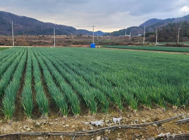전남도-농협경제지주, 전남산 대파 할인