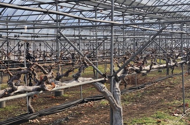 포도 이상기상 대응은 ‘전정’부터 시작