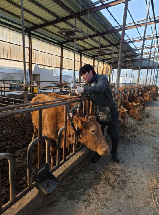 상반기 구제역 백신 일제접종 완료