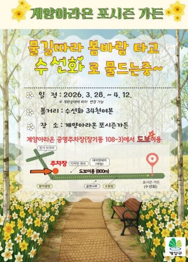 계양아라온, 수선화 개화 시작... 봄꽃 물결 본격화(포시즌가든)