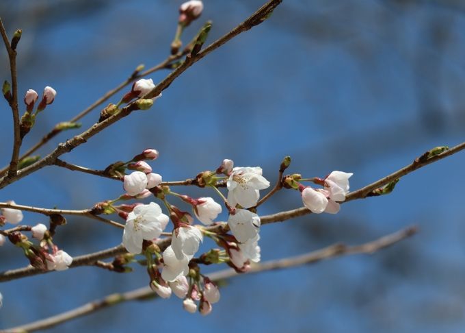 물향기수목원 왕벚나무 전경
